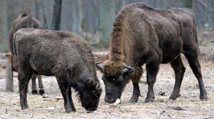 ����������� �����