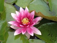 ��������� �� ��������: ����� - ����� - �������� - ��������