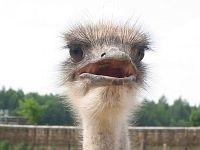 ��������� �� ��������: �������(���������� �����) - �����